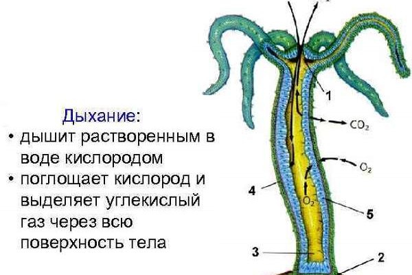 Кракен сайт